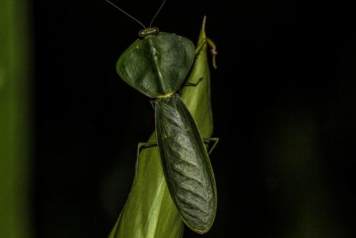 Choeradodis rhombicollis